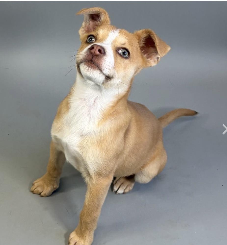 Enlarge Spring, a Adoptable mixed breed in Bronx, NY image 1/4