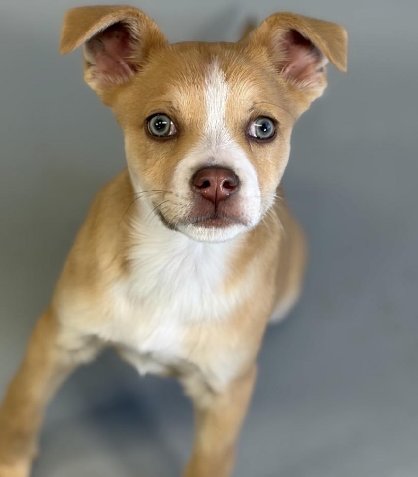 Enlarge Spring, a Adoptable mixed breed in Bronx, NY image 3/4