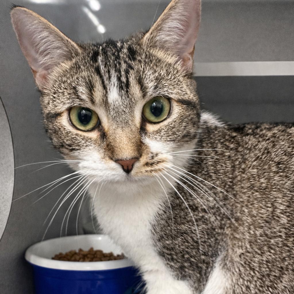 Enlarge Sweetpea, a Adoptable Domestic Short Hair in Mount Vernon, IN image 1/4