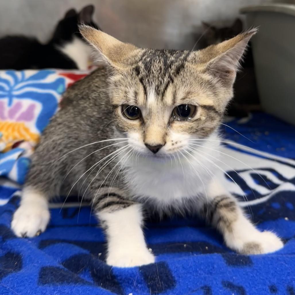 Enlarge Sweetpea, a Adoptable Domestic Short Hair in Mount Vernon, IN image 2/4