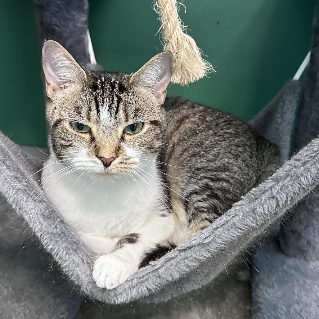 Enlarge Sweetpea, a Adoptable Domestic Short Hair in Mount Vernon, IN image 3/4