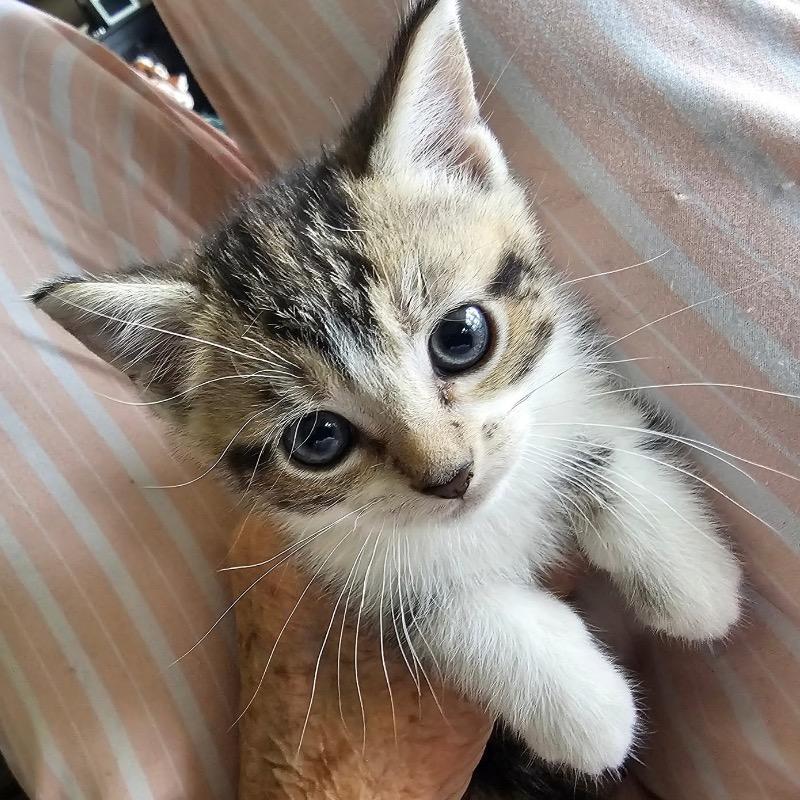 Enlarge Sweetpea, a Adoptable Domestic Short Hair in Mount Vernon, IN image 4/4