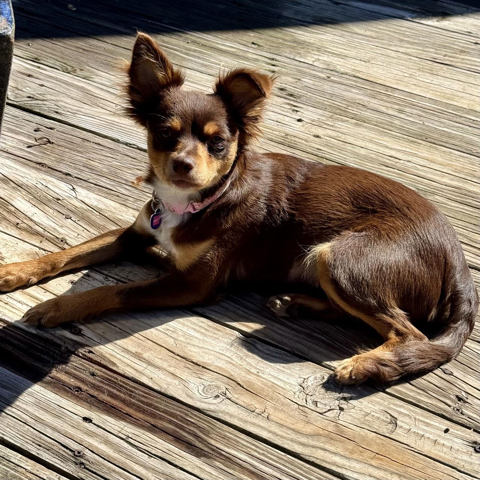 Enlarge Dezi, a Adoptable mixed breed in Garland, TX image 2/2