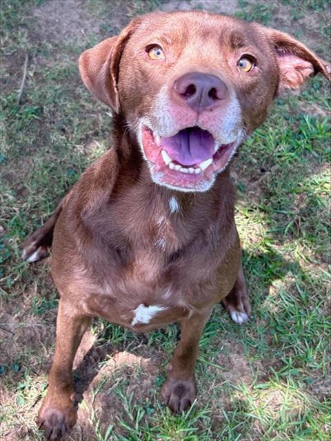 Enlarge MILO, a Adoptable Labrador Retriever in Appling, GA image 1/1