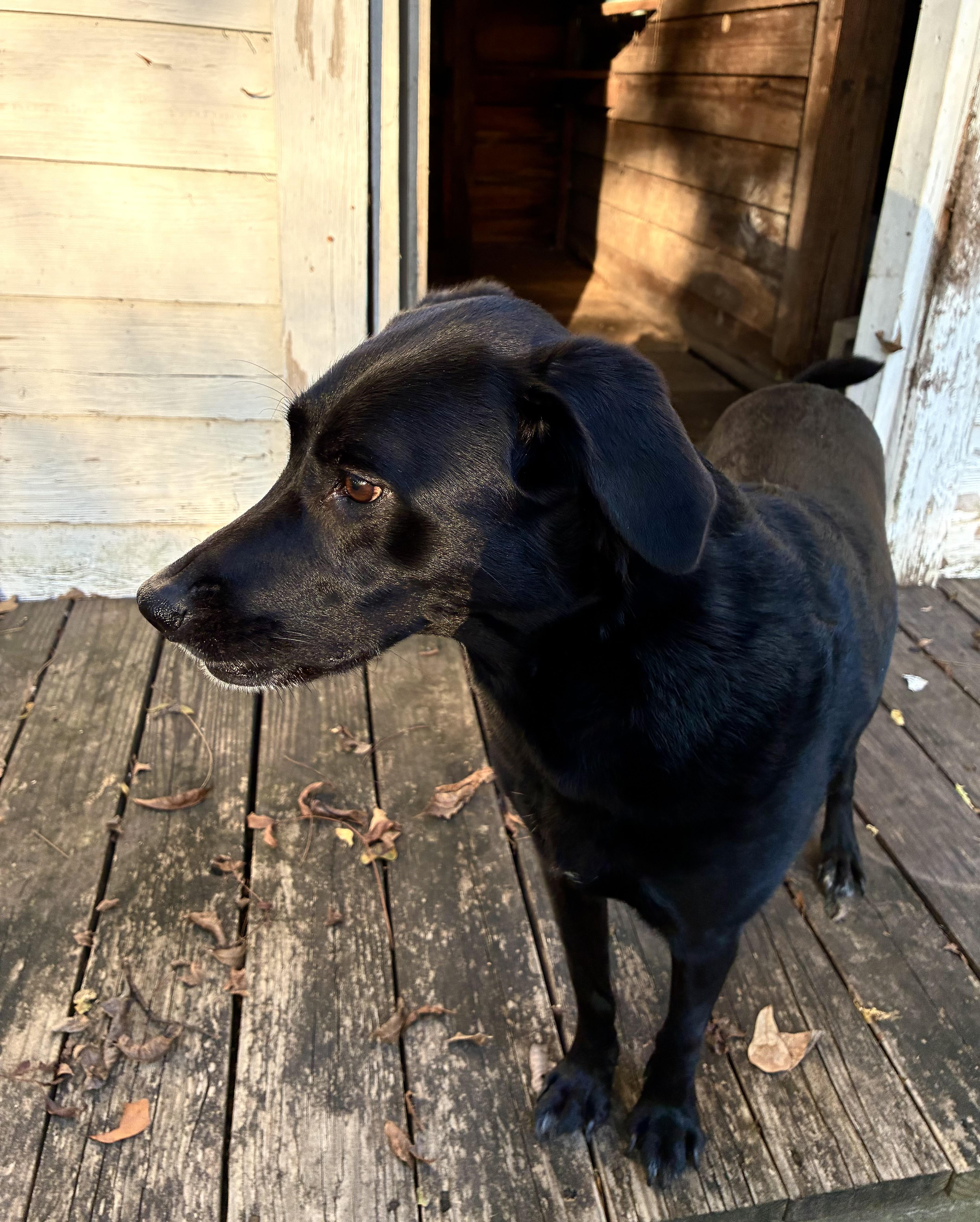 Enlarge Rosie, a Adoptable mixed breed in Rockford, IL image 3/6