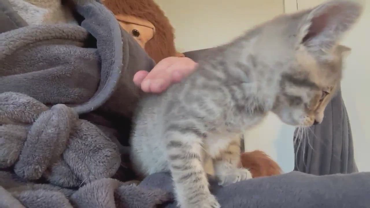 Enlarge Bo, a Adopted Domestic Short Hair in Piscataway, NJ video 4/7