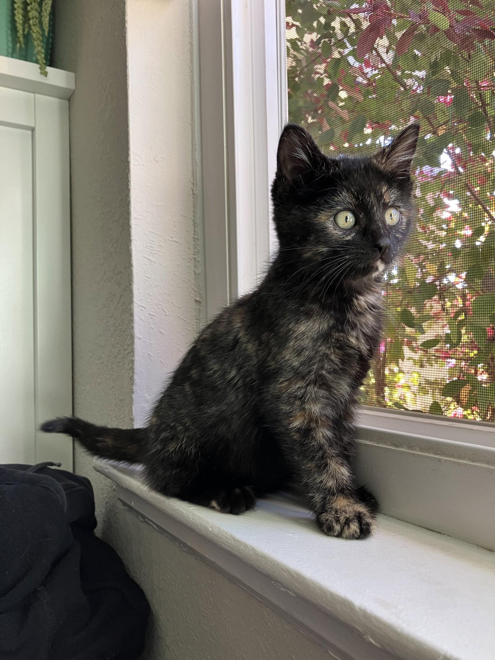 Barracuda, Adoptable, Young Female Domestic Short Hair.