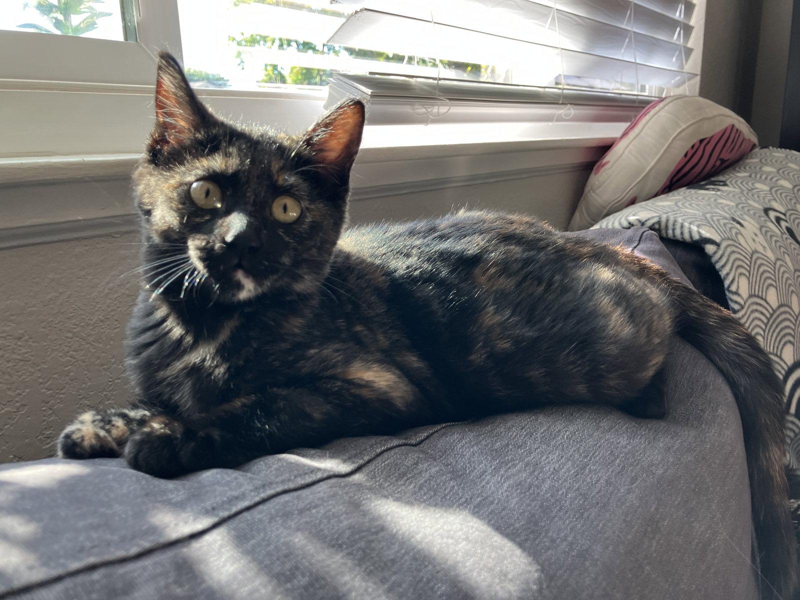 Barracuda, a Adoptable Domestic Short Hair in Davis, CA image 2/3