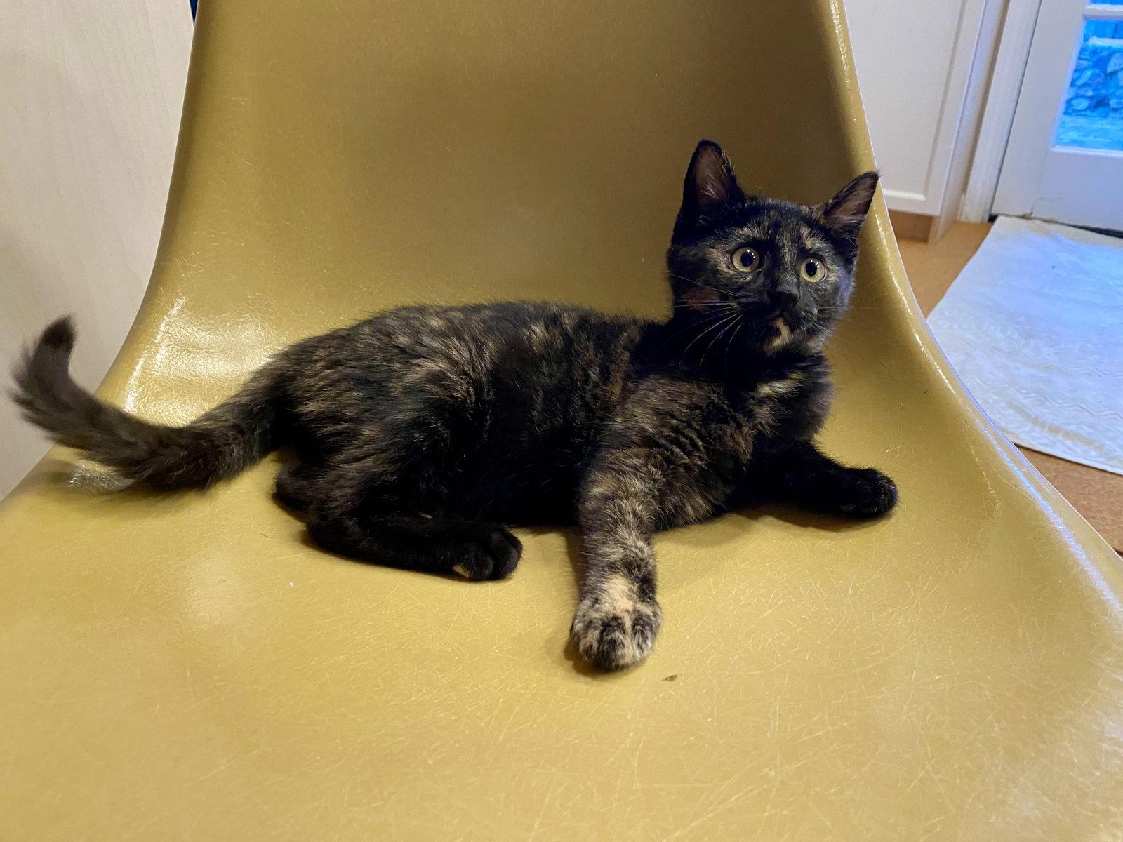 Barracuda, a Adoptable Domestic Short Hair in Davis, CA image 3/3