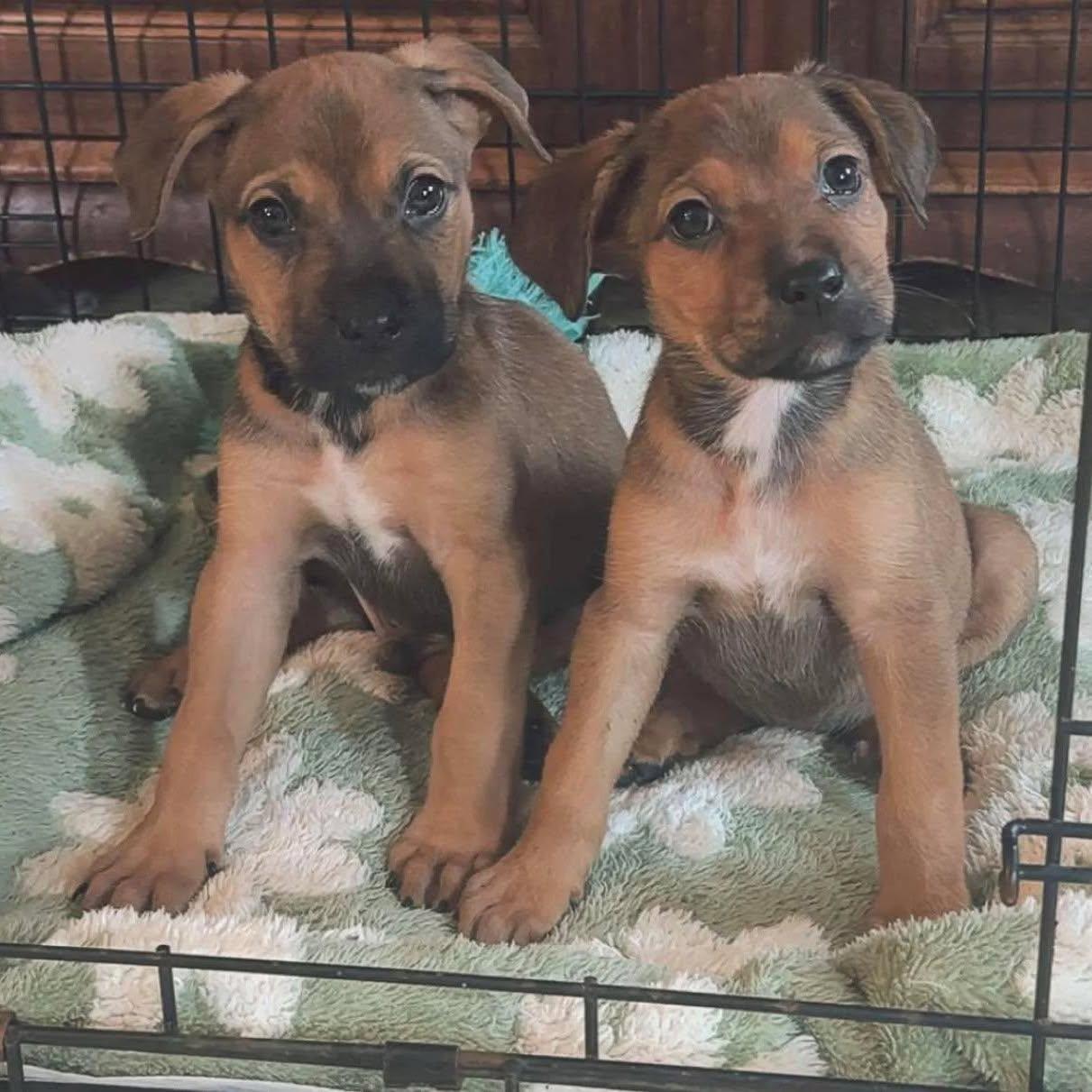Dolly, Adoptable, Puppy Female Mixed Breed.