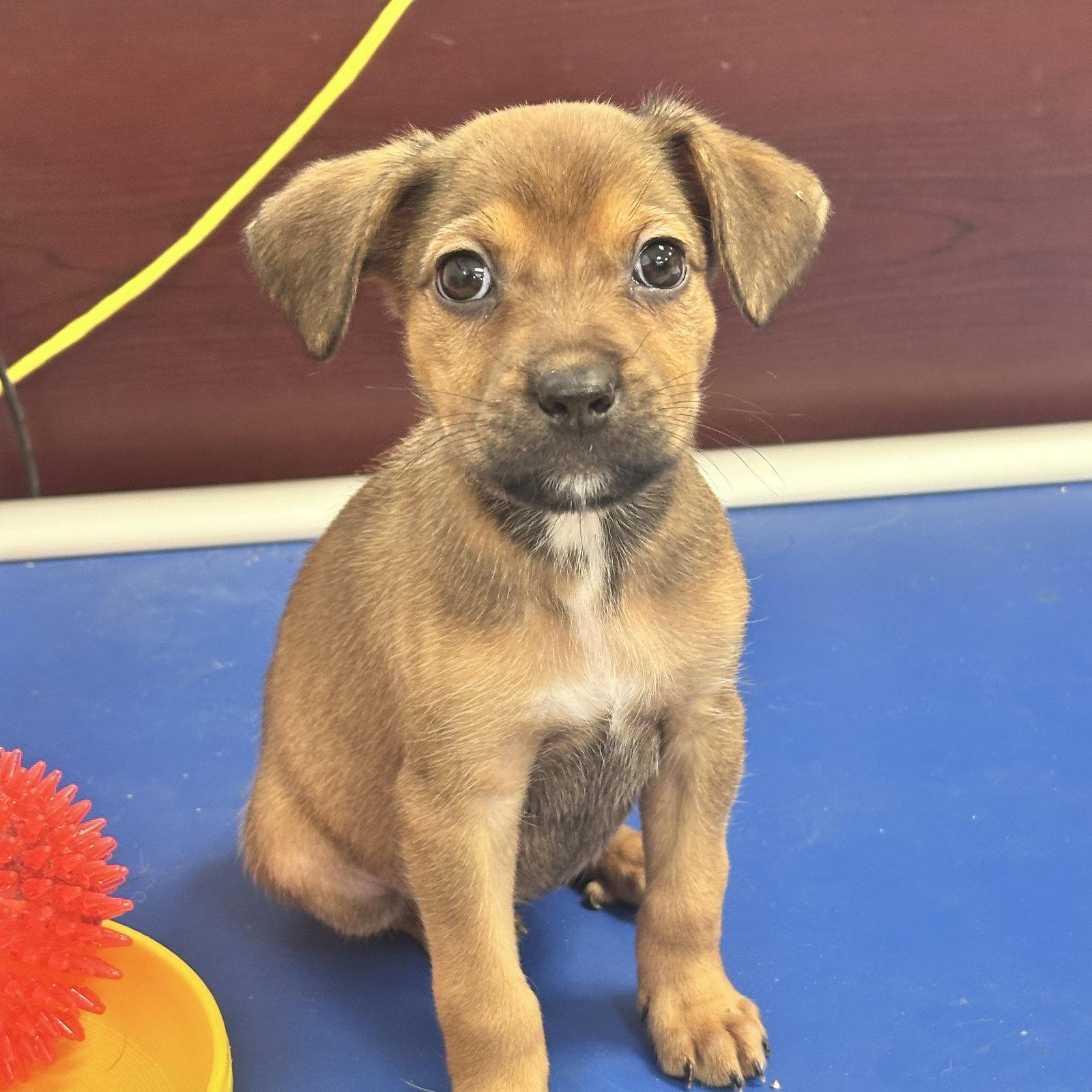 Enlarge Dolly, a Adoptable Mixed Breed in Berlin, NJ image 2/2