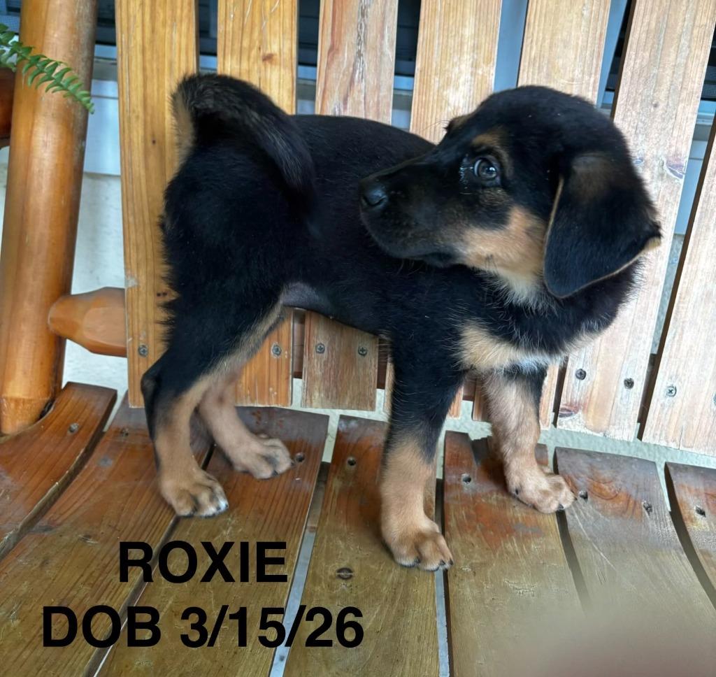 Roxie, Adopted, Puppy Female Labrador Retriever & Mixed Breed.