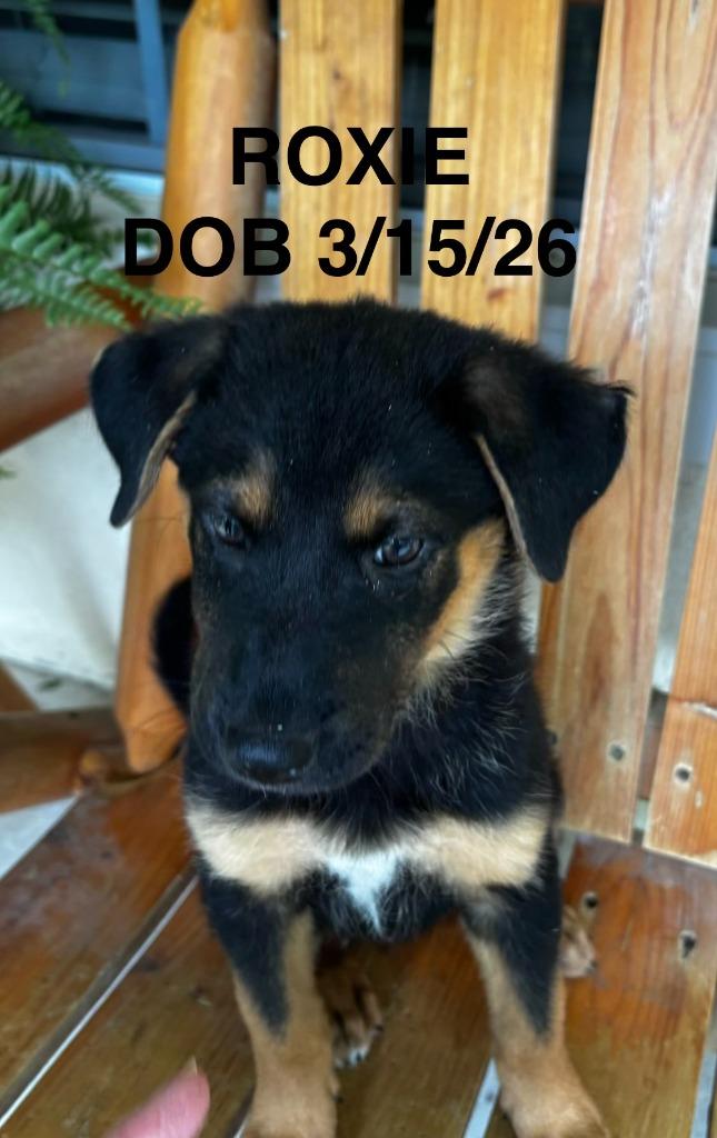 Enlarge Roxie, a Adopted mixed breed in Richland Hills, TX image 2/2