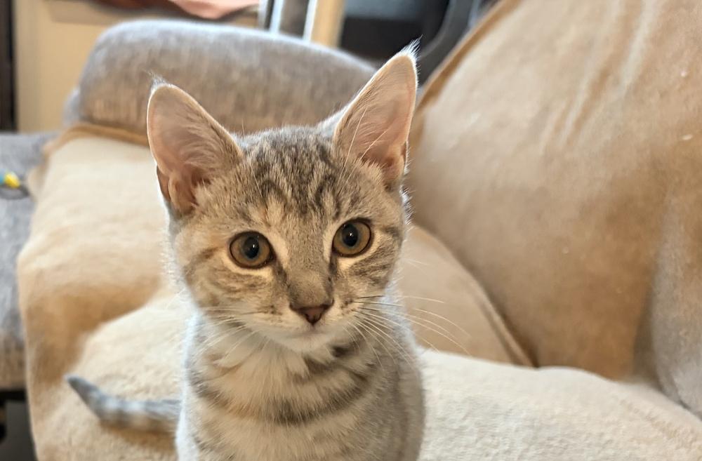 Enlarge Keeley, a Adoptable Domestic Short Hair in Henrico, VA image 3/6