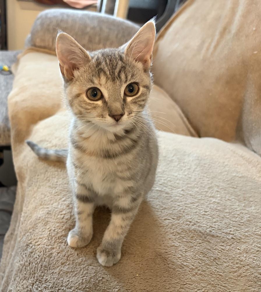 Enlarge Keeley, a Adoptable Domestic Short Hair in Henrico, VA image 6/6