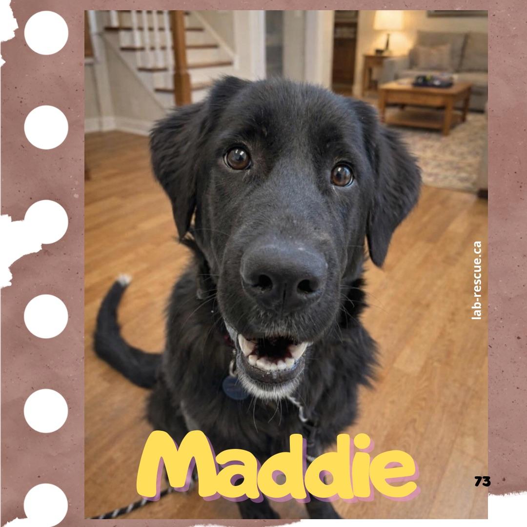 Maddie, ADOPTABLE, Young Female Black Labrador Retriever.