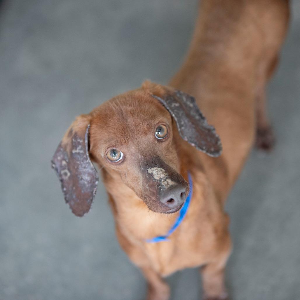 Enlarge Deuce (AP26-10), a Adoptable Dachshund in Peyton, CO image 1/6
