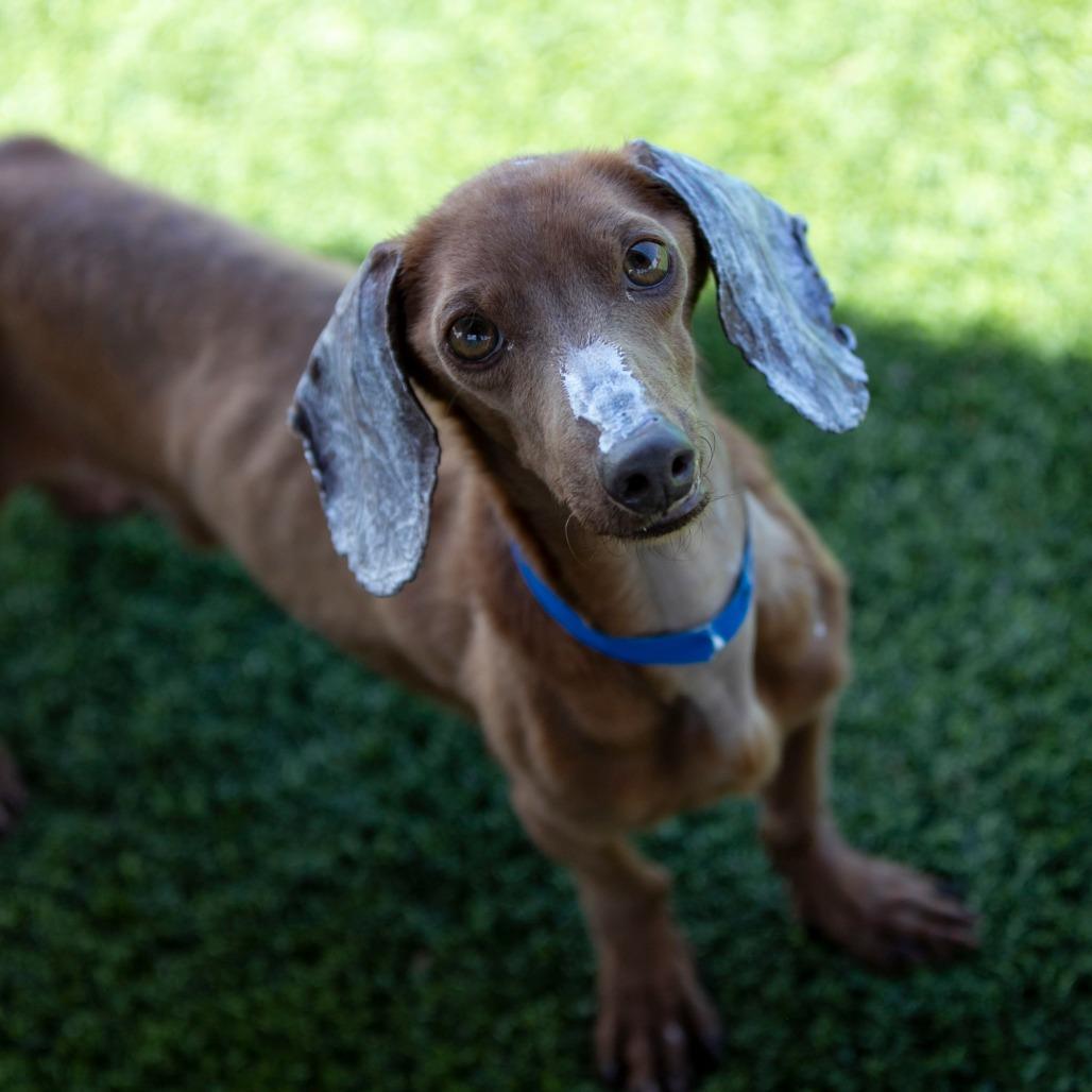 Enlarge Deuce (AP26-10), a Adoptable Dachshund in Peyton, CO image 2/6