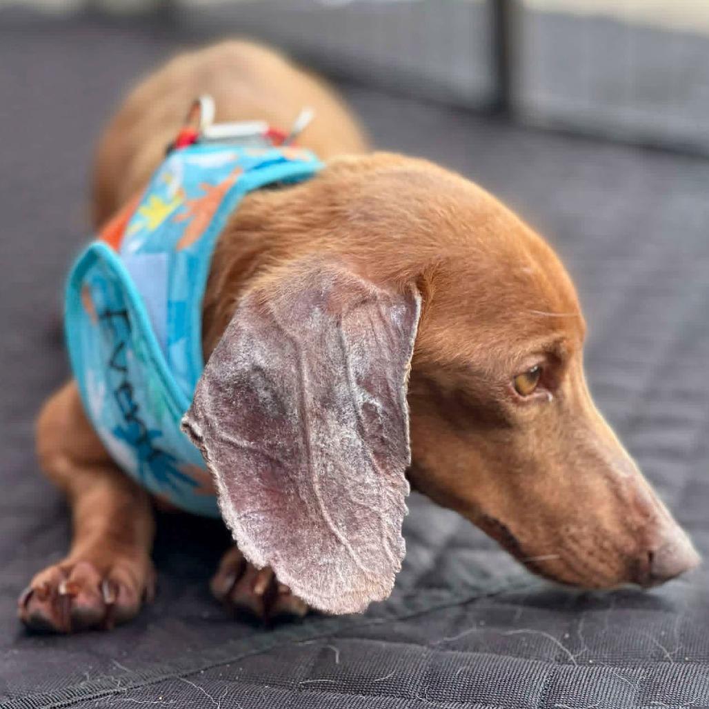 Enlarge Deuce (AP26-10), a Adoptable Dachshund in Peyton, CO image 3/6