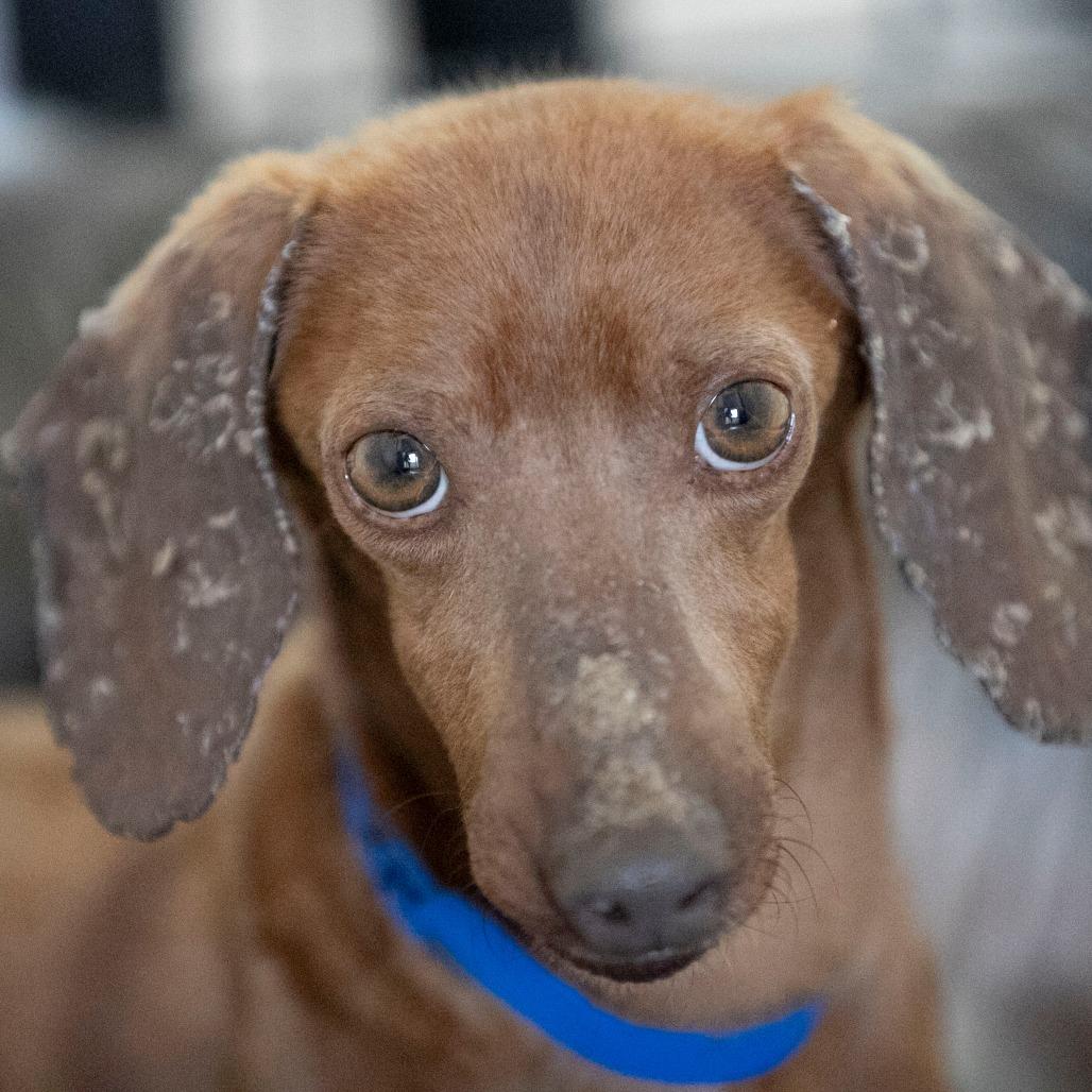Enlarge Deuce (AP26-10), a Adoptable Dachshund in Peyton, CO image 4/6