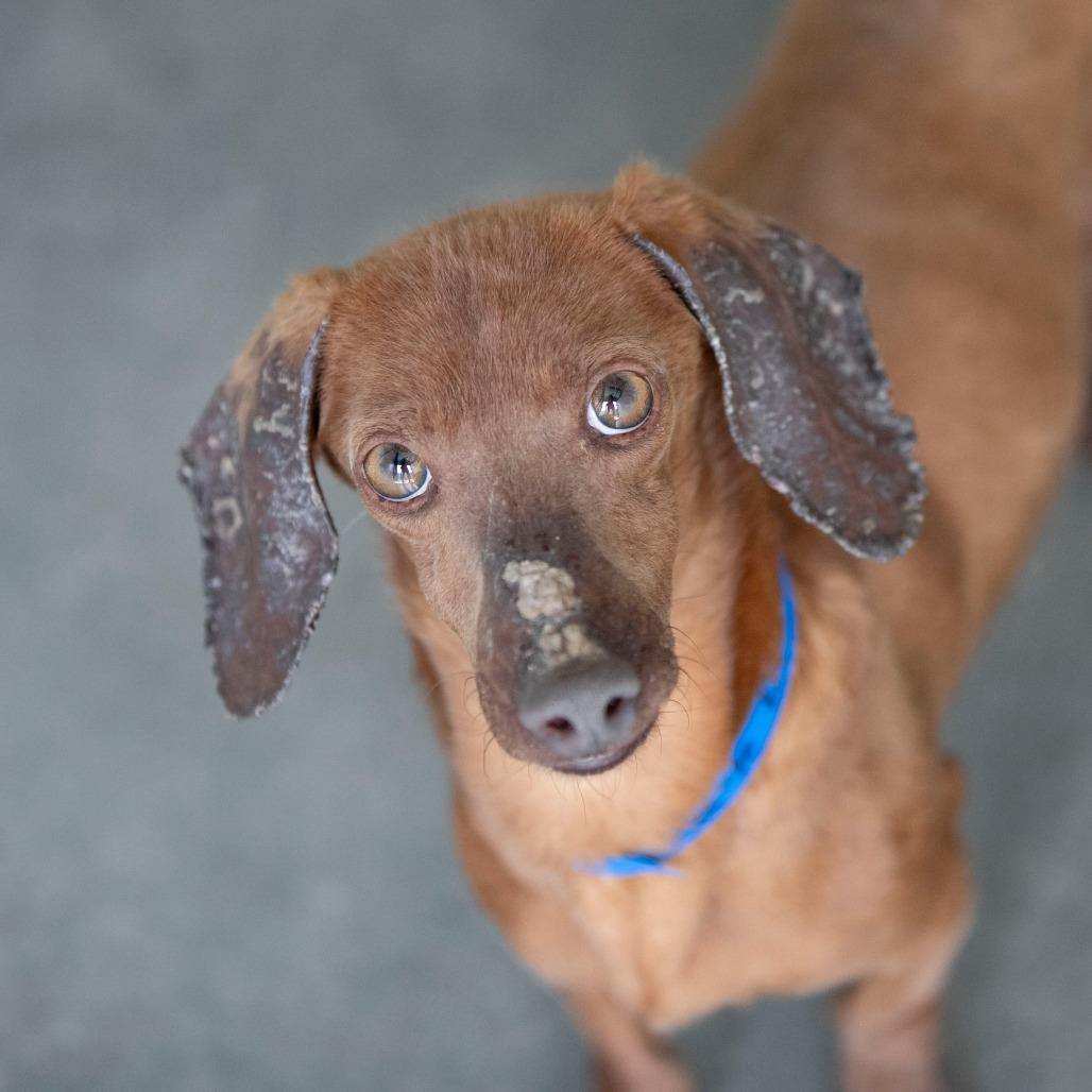 Enlarge Deuce (AP26-10), a Adoptable Dachshund in Peyton, CO image 5/6