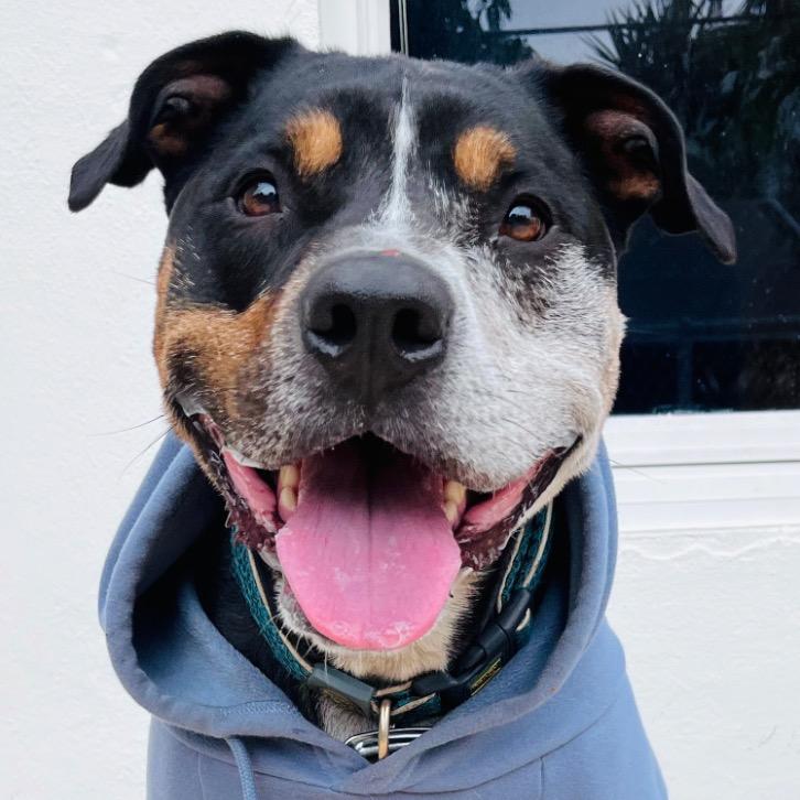 Enlarge Bear, a Adoptable mixed breed in Fort Lauderdale, FL image 1/5