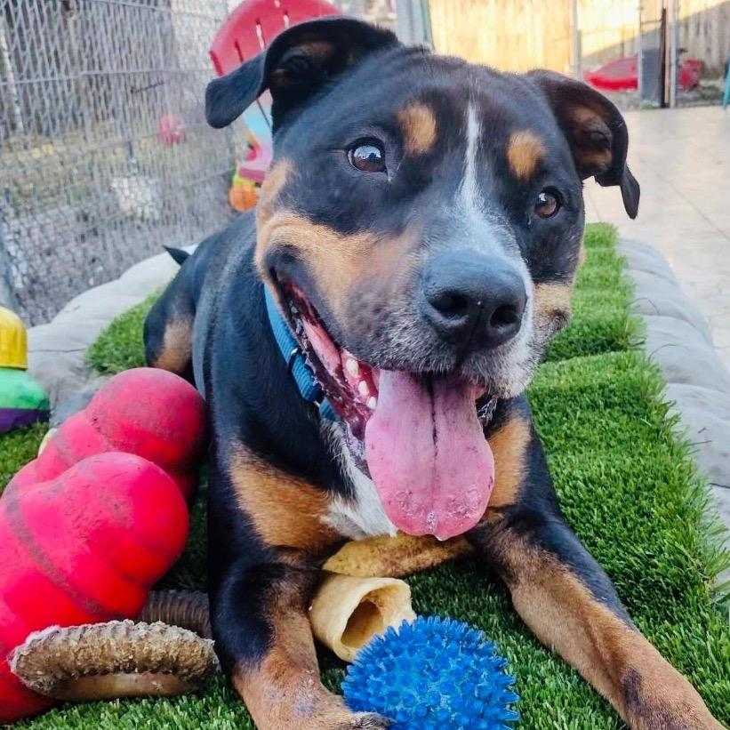 Enlarge Bear, a Adoptable mixed breed in Fort Lauderdale, FL image 2/5