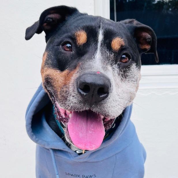 Enlarge Bear, a Adoptable mixed breed in Fort Lauderdale, FL image 3/5