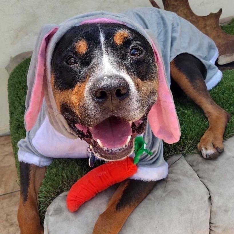 Enlarge Bear, a Adoptable mixed breed in Fort Lauderdale, FL image 4/5