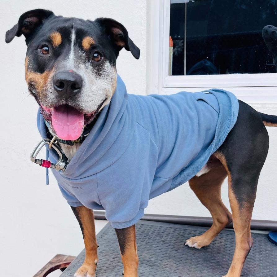 Enlarge Bear, a Adoptable mixed breed in Fort Lauderdale, FL image 5/5