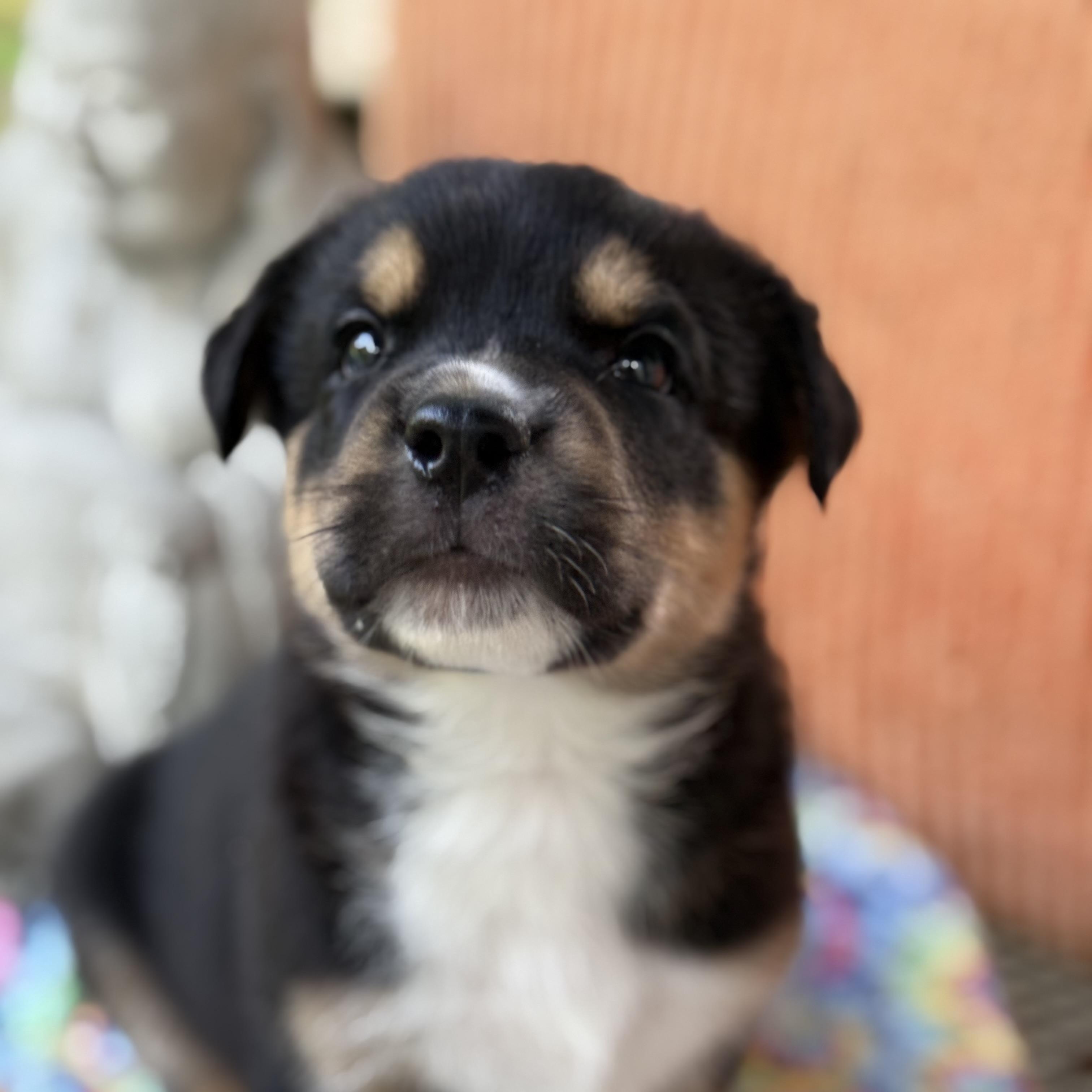 Mapacho, Baby Male unknown