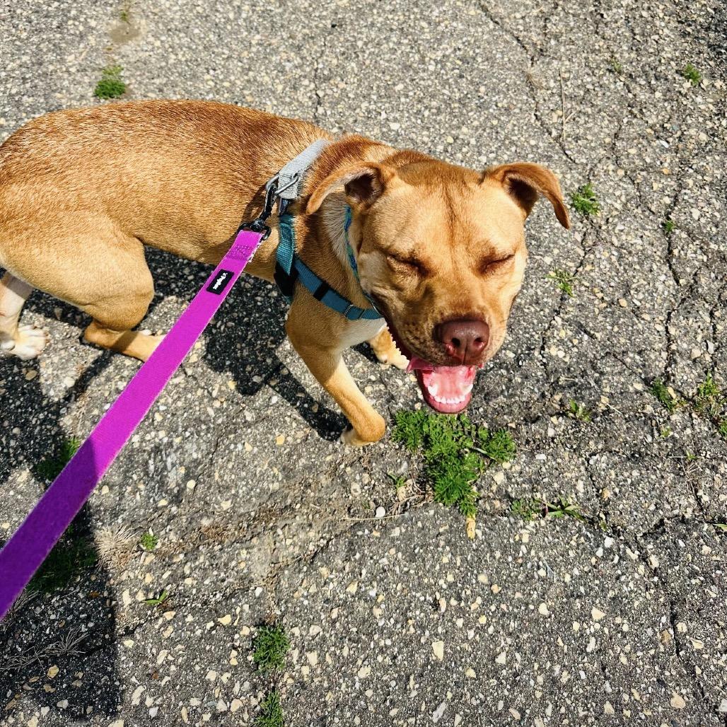 Enlarge Ace, a Adoptable mixed breed in Mankato, MN image 1/6