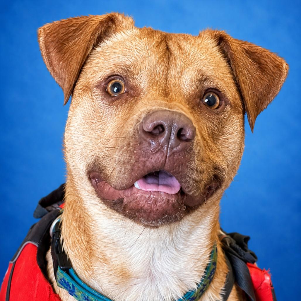 Enlarge Ace, a Adoptable mixed breed in Mankato, MN image 2/6