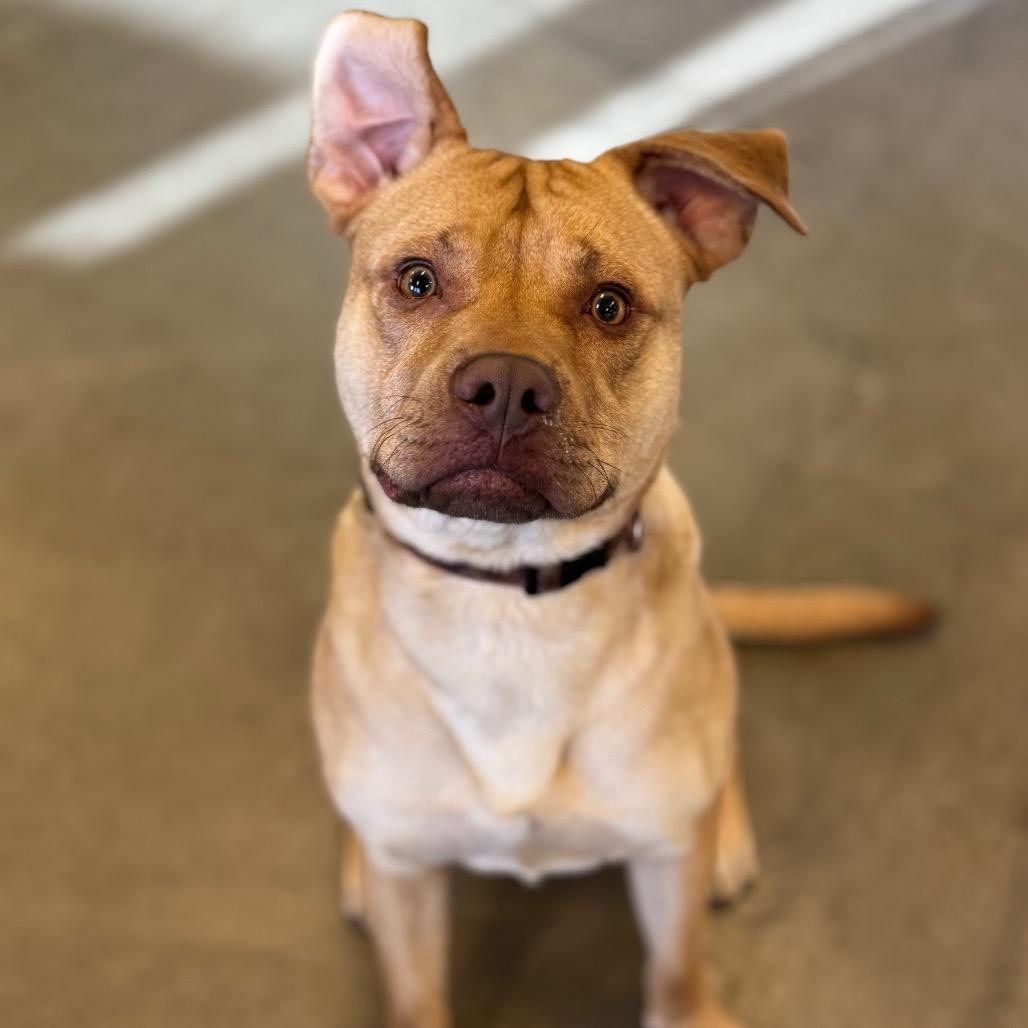 Ace, Adoptable, Young Male Mixed Breed & Pit Bull Terrier.
