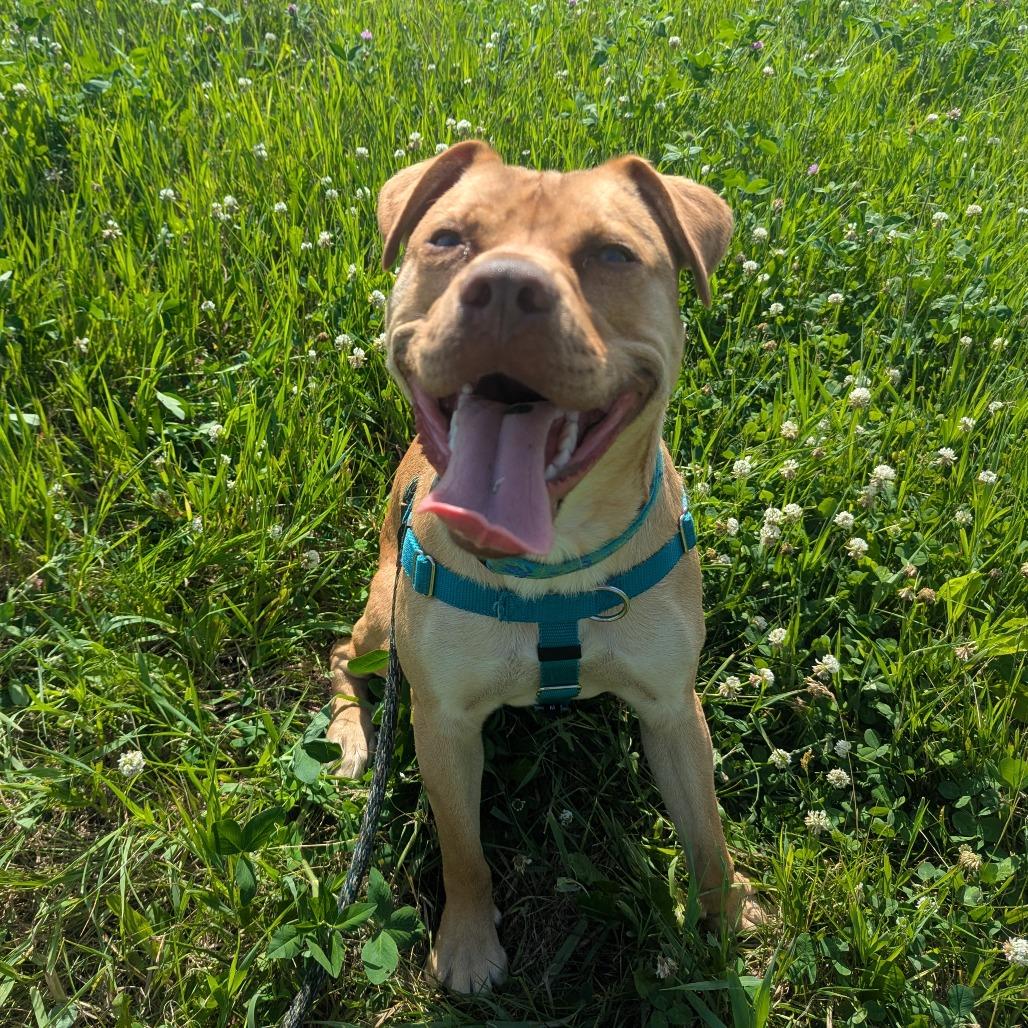 Enlarge Ace, a Adoptable mixed breed in Mankato, MN image 3/6