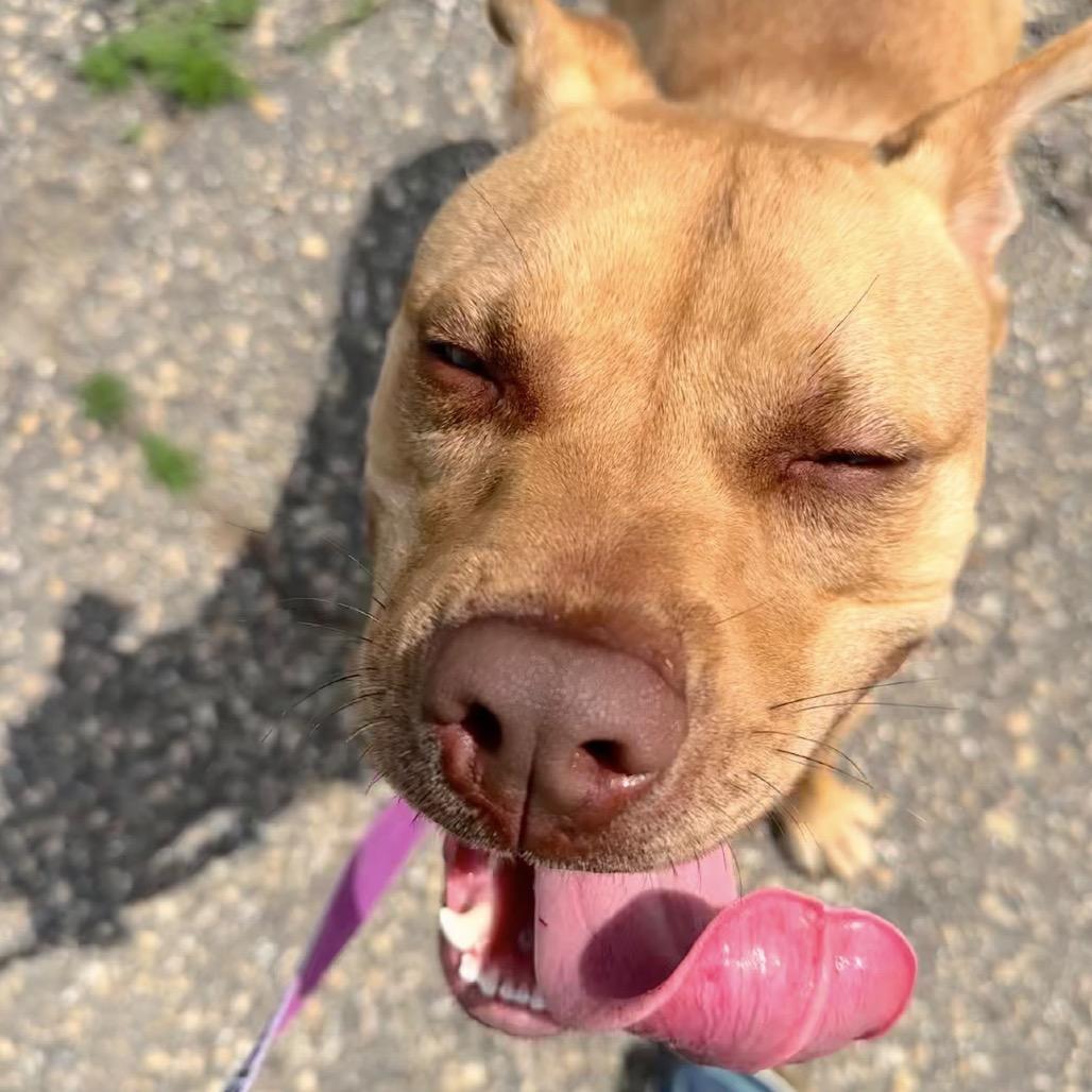 Enlarge Ace, a Adoptable mixed breed in Mankato, MN image 4/6