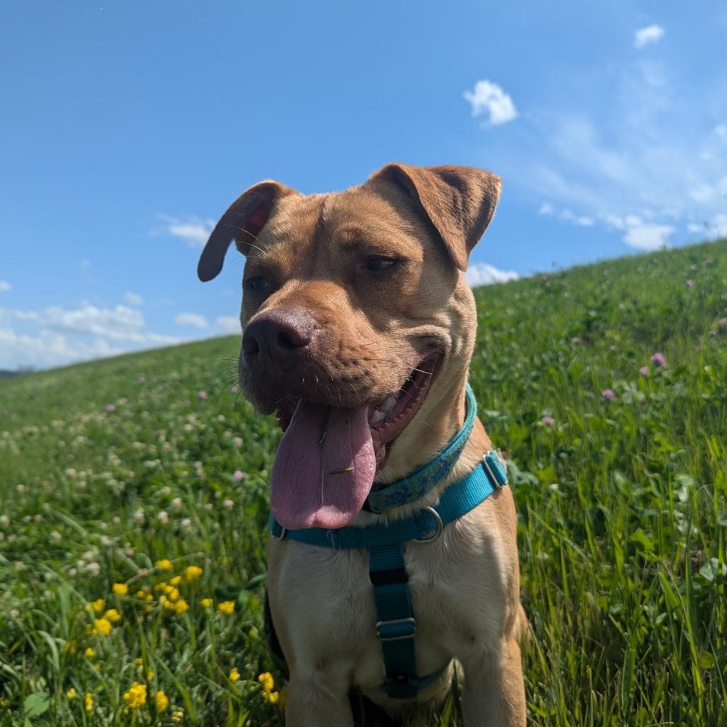 Enlarge Ace, a Adoptable mixed breed in Mankato, MN image 5/6