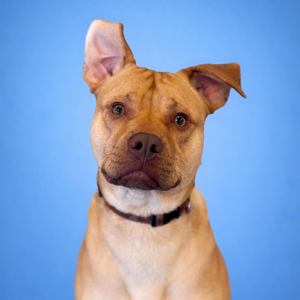 Ace, a Adoptable mixed breed in Mankato, MN image 2/2