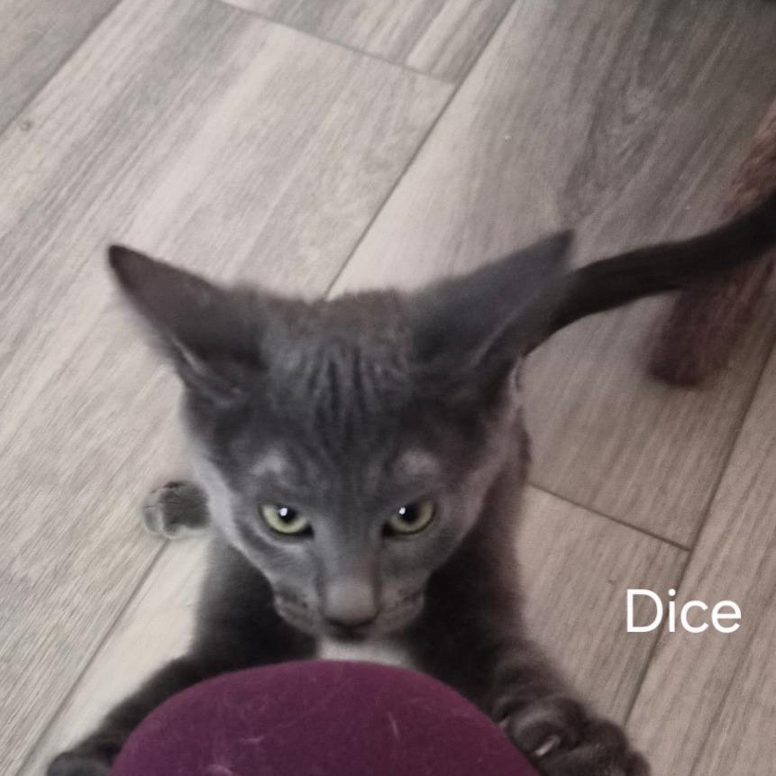Dice, Adoptable, Kitten Male Domestic Short Hair.