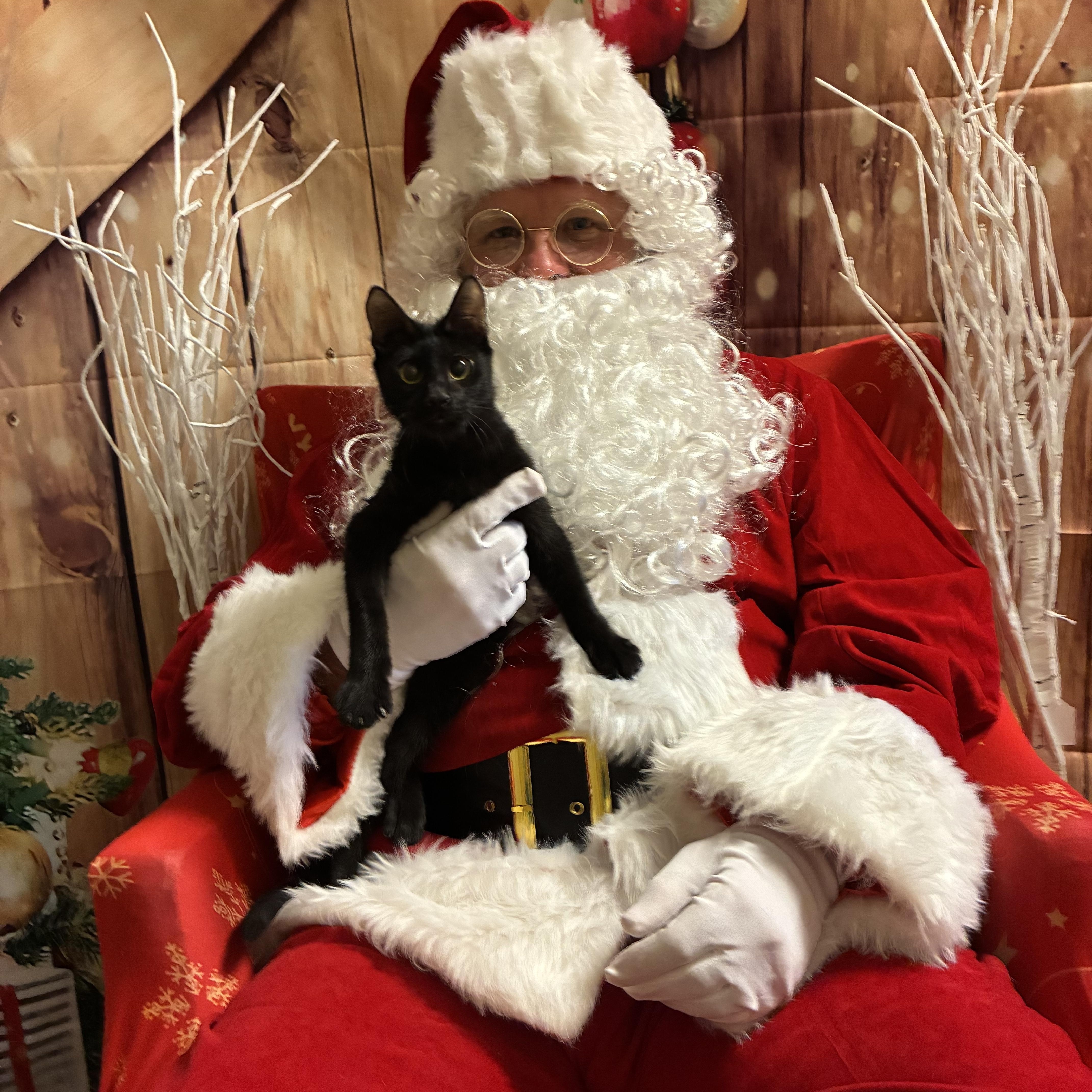 Cricket, an adopted Domestic Short Hair in queen creek, AZ image 1/4