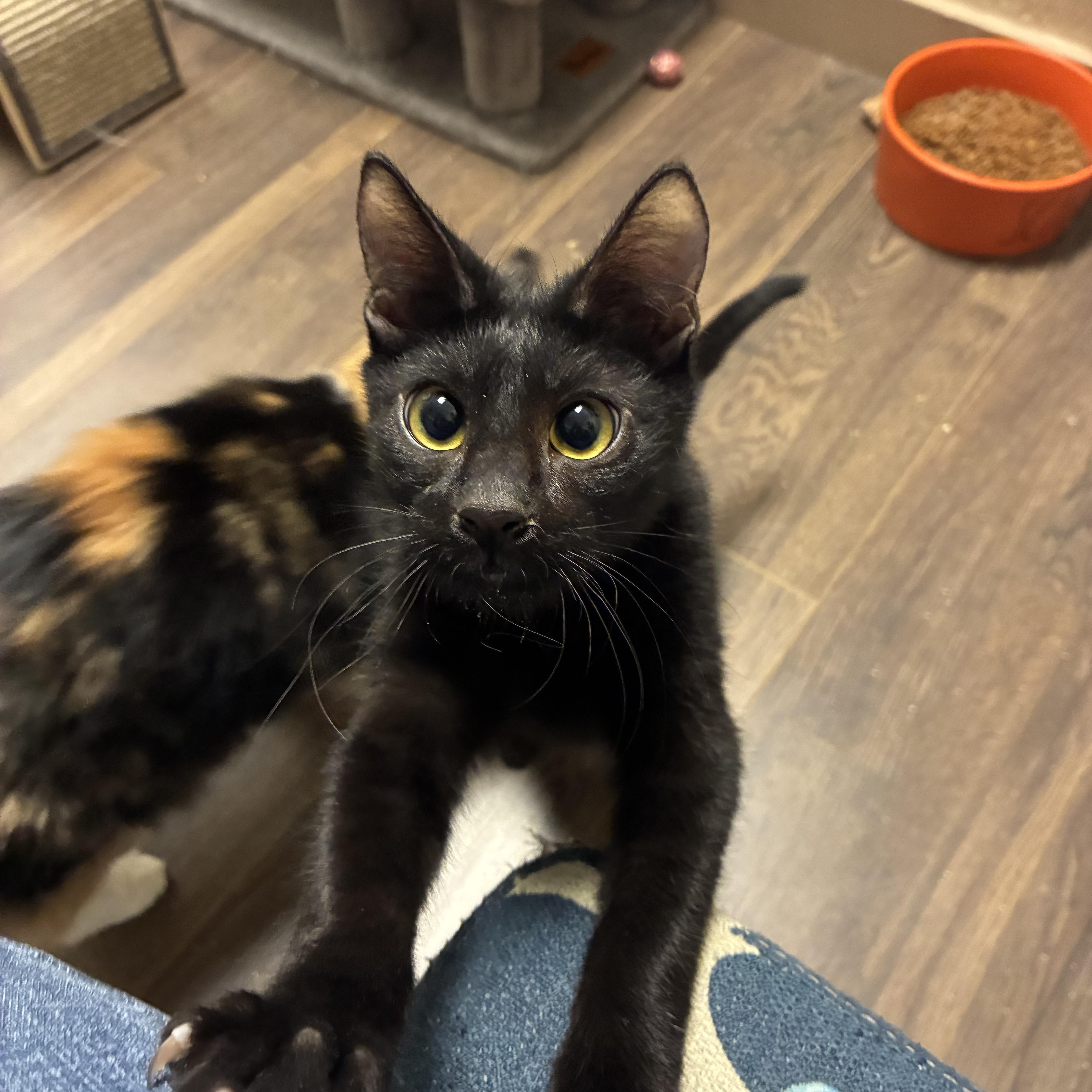 Cricket, a Adoptable Domestic Short Hair in queen creek, AZ image 1/4
