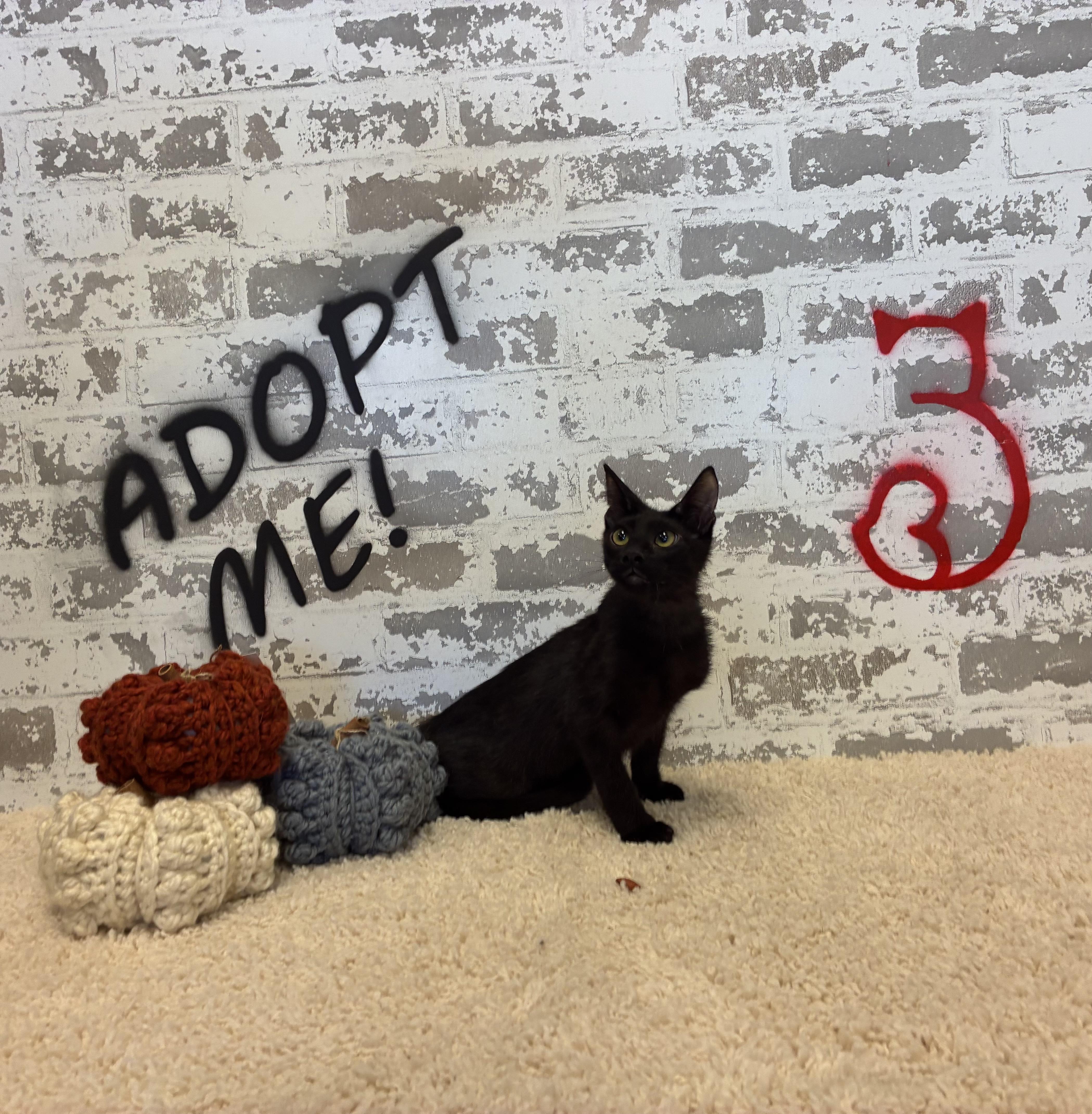 Cricket, Adoptable, Kitten Male Domestic Short Hair.