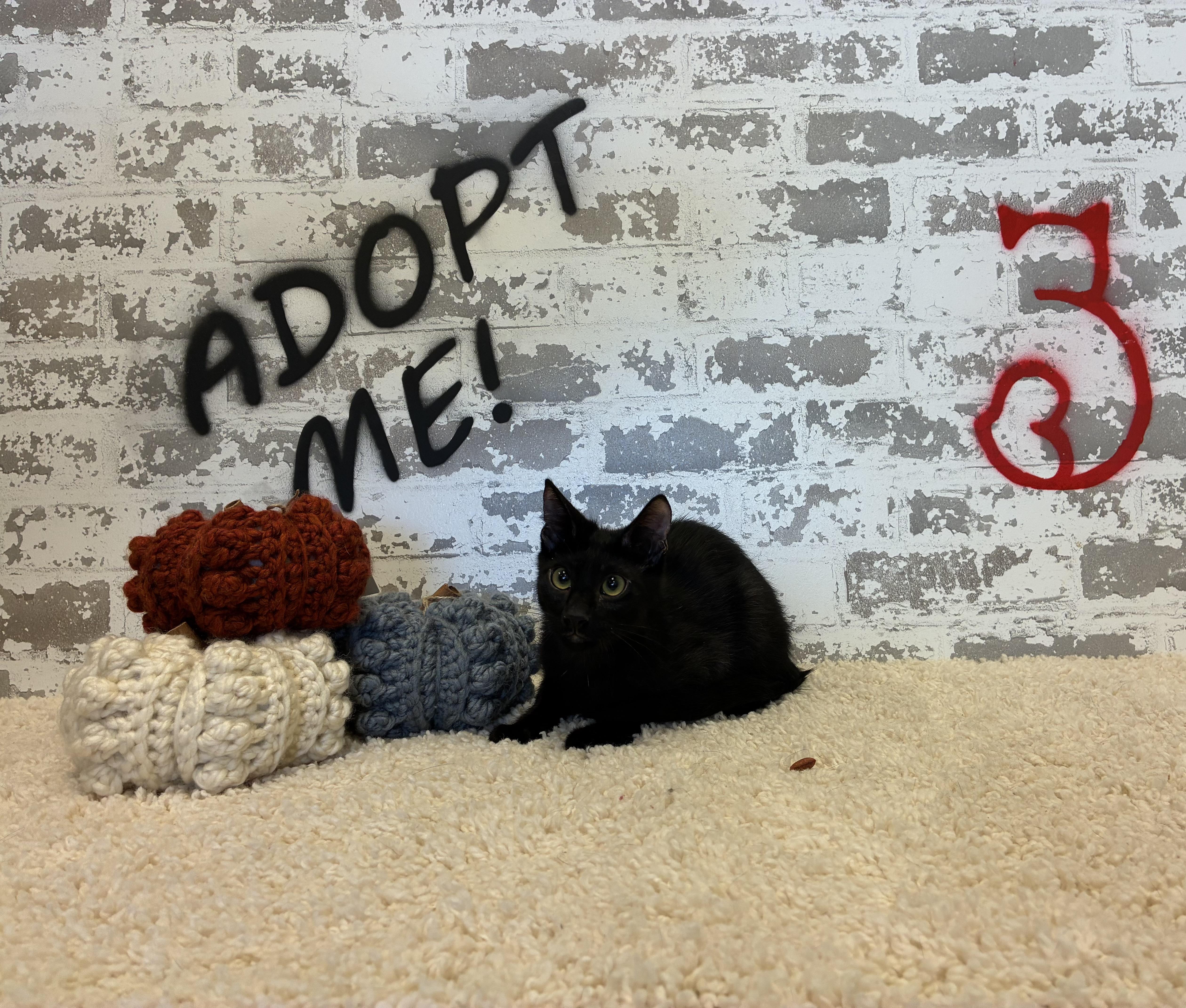 Cricket, a Adoptable Domestic Short Hair in queen creek, AZ image 3/4