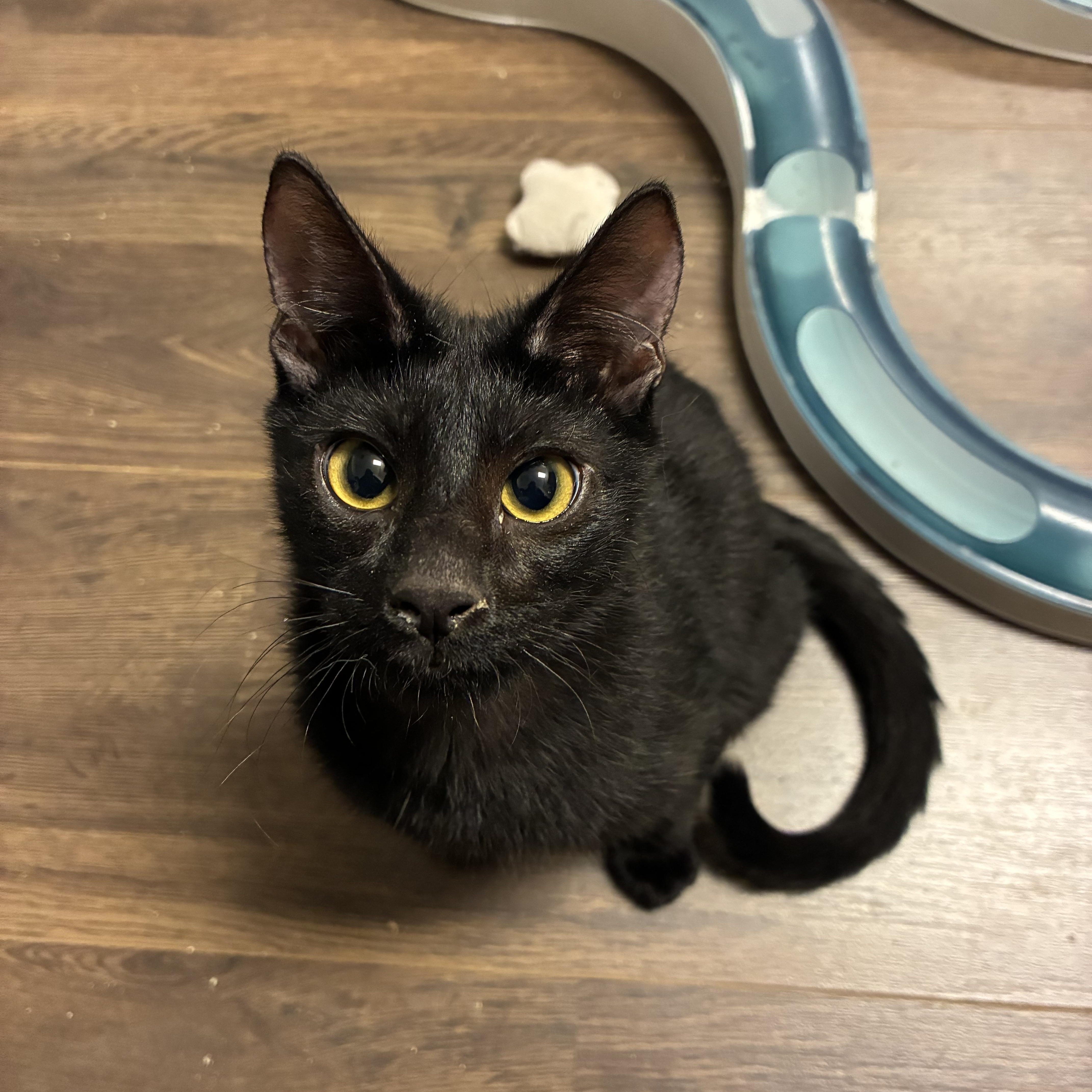 Cricket, an adopted Domestic Short Hair in queen creek, AZ image 4/4