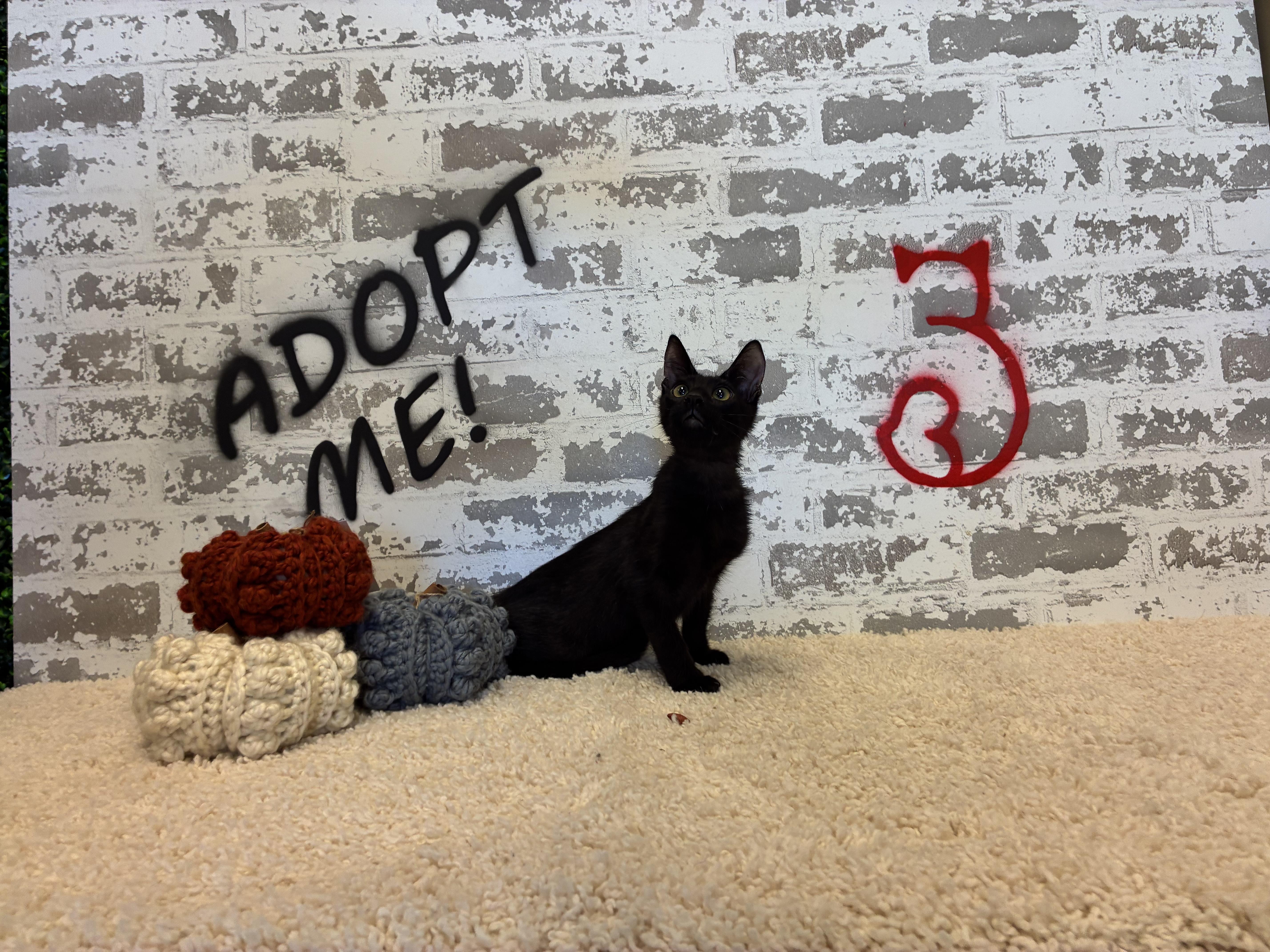 Cricket, a Adoptable Domestic Short Hair in queen creek, AZ image 4/4