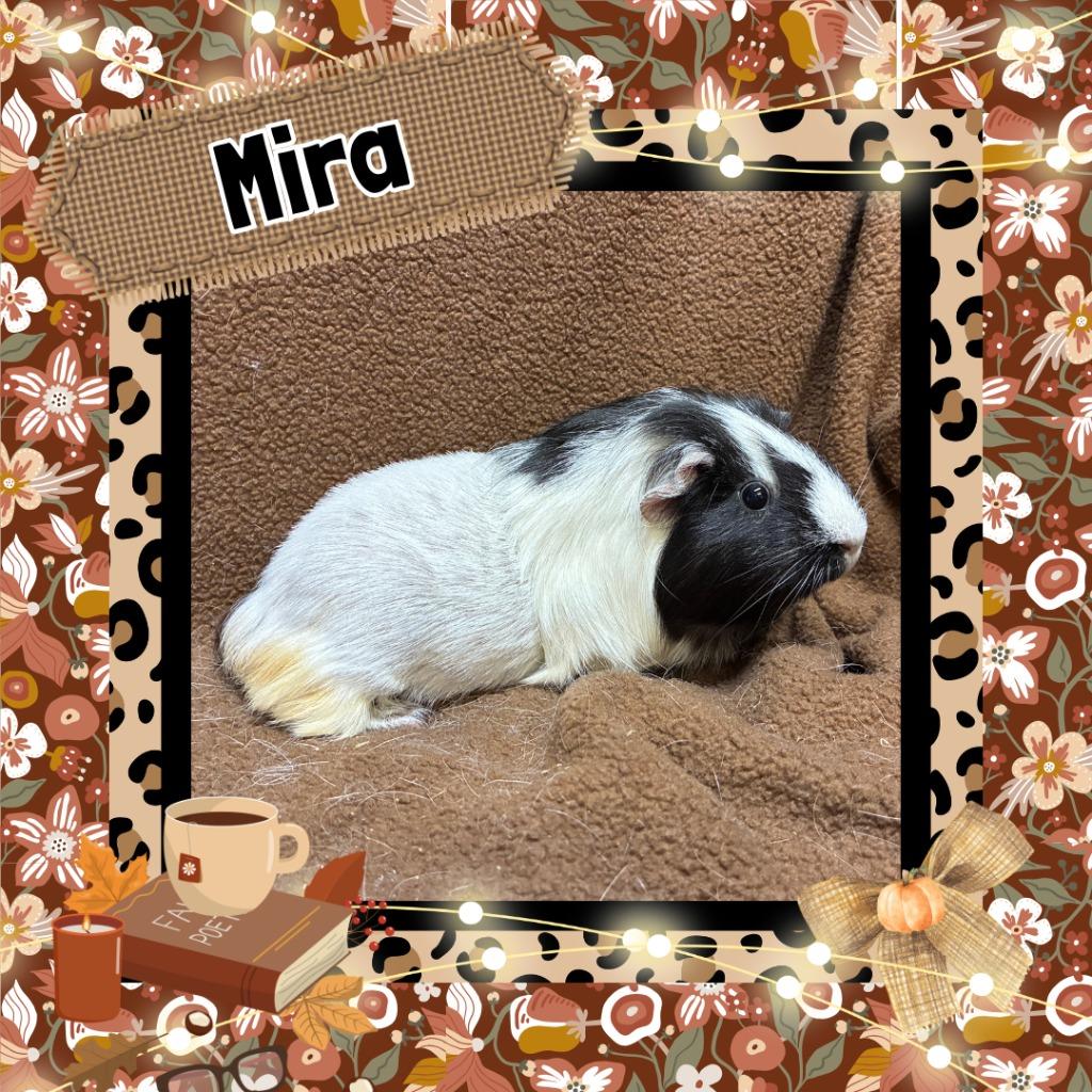 Mira, Adoptable, Adult Female Guinea Pig.