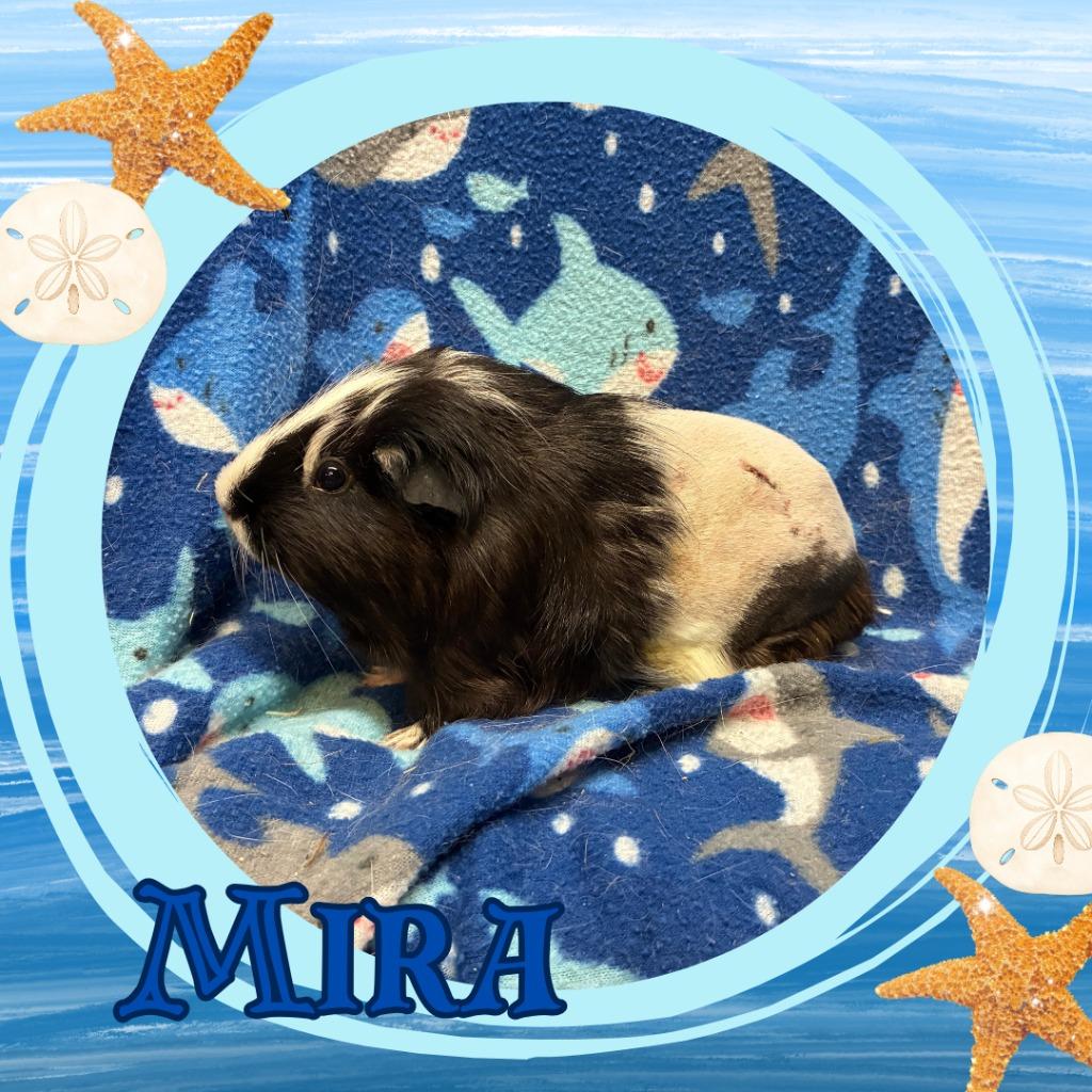 Enlarge Mira, a Adoptable Guinea Pig in Elizabethtown, KY image 2/2