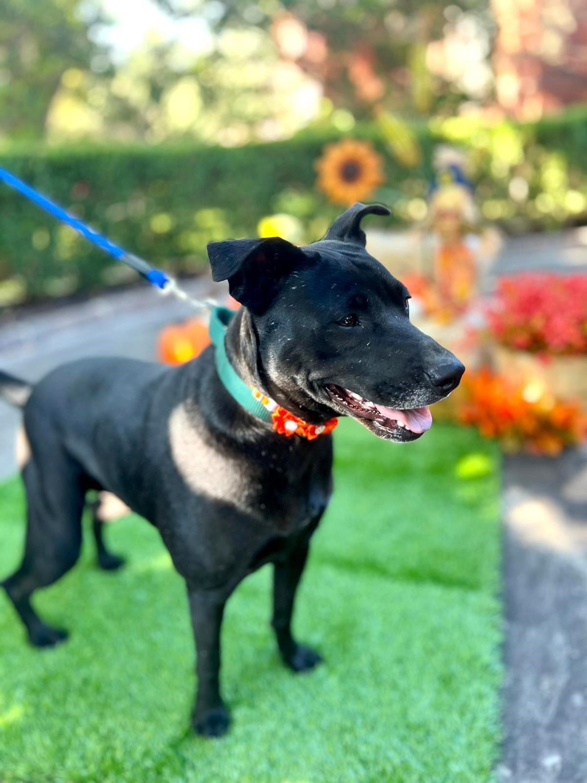 Joy, ADOPTABLE, Adult Female Black Labrador Retriever & Terrier.