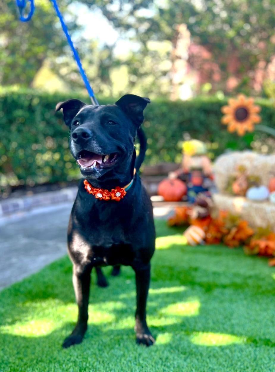 Enlarge Joy, a ADOPTABLE mixed breed in Southport, CT image 2/6
