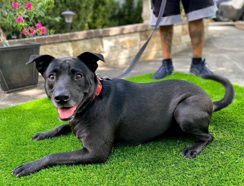 Enlarge Joy, a ADOPTABLE mixed breed in Southport, CT image 5/6